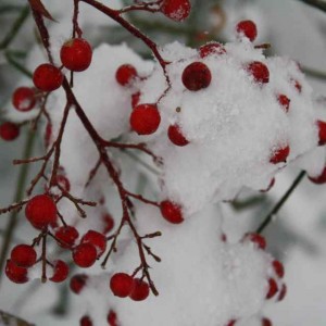 Winter Berries