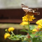 Organization is Transformative - Butterfly