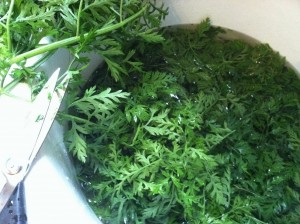 Trimming and washing carrot tops