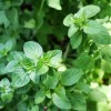 oregano