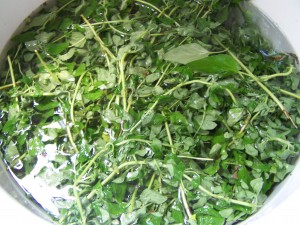 Oregano in Sink