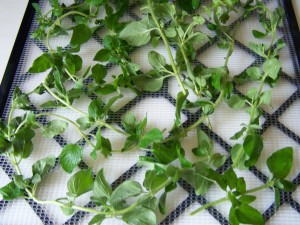 oregano in dehydrator