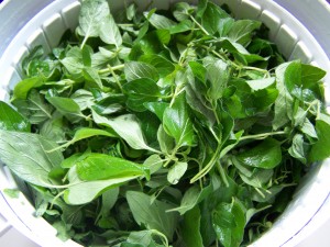 oregano in salad spinner