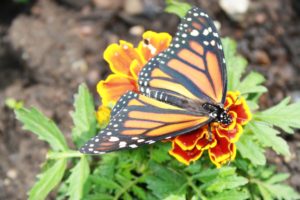 Monarch on Marigold - Version 2